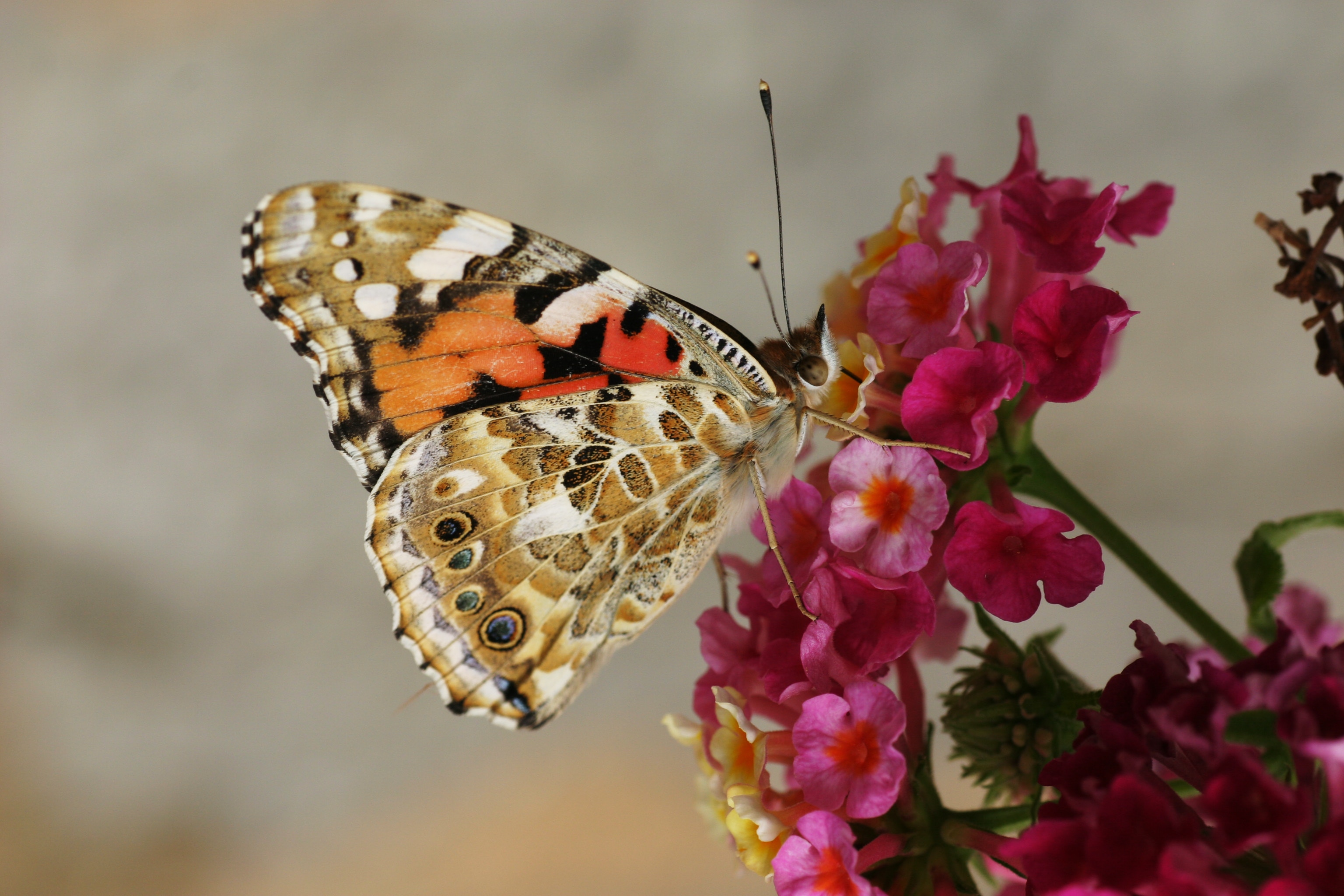 The Butterfly Effect